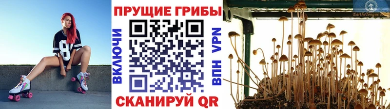 как найти наркотики  Шилка  Псилоцибиновые грибы MAGIC MUSHROOMS 
